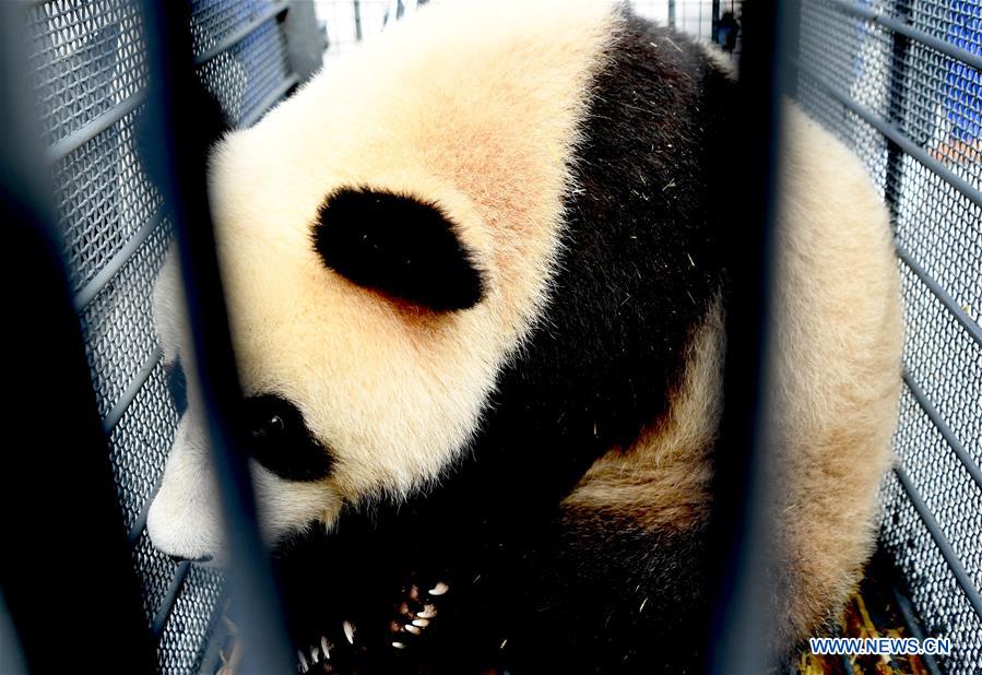 CHINA-CHANGCHUN-GIANT PANDAS-TRANSPORT (CN)