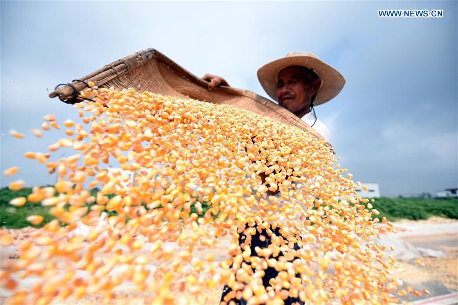 #CHINA-SHANDONG-LINYI-CORN HARVEST (CN)