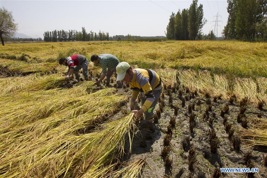 KASHMIR-SRINAGAR-PADDY HARVEST