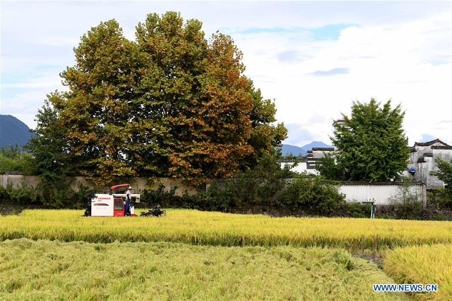 CHINA-ANHUI-YIXIAN-RICE-HARVEST (CN)