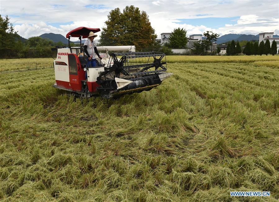 CHINA-ANHUI-YIXIAN-RICE-HARVEST (CN)