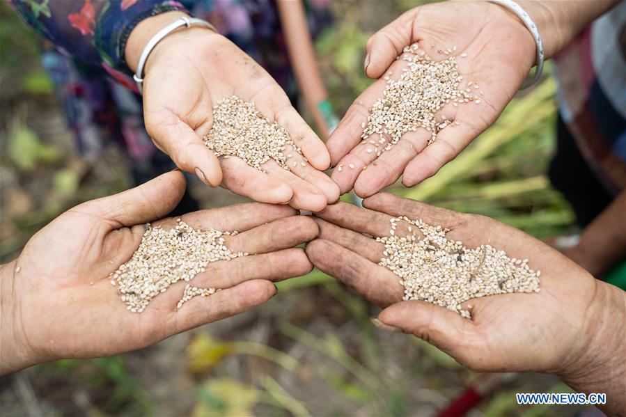 CHINA-HENAN-SESAME-HARVEST (CN)