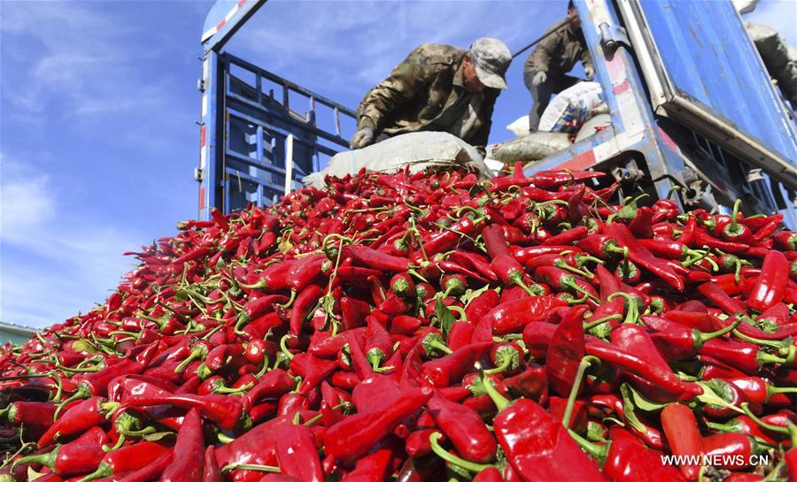 CHINA-JILIN-CHILI-HARVEST (CN)