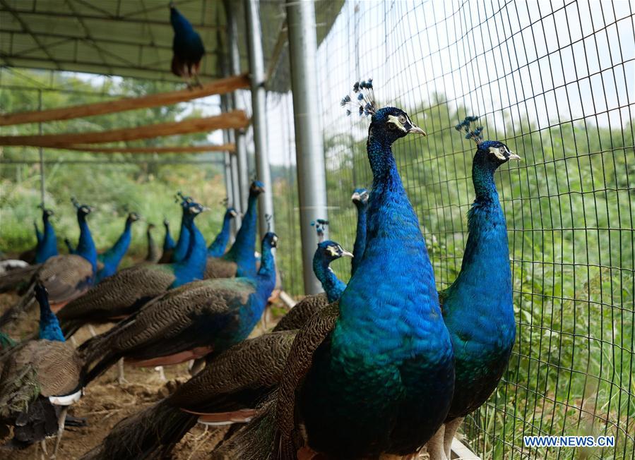 CHINA-JIANGXI-YICHUN-PEACOCK BREEDING (CN)