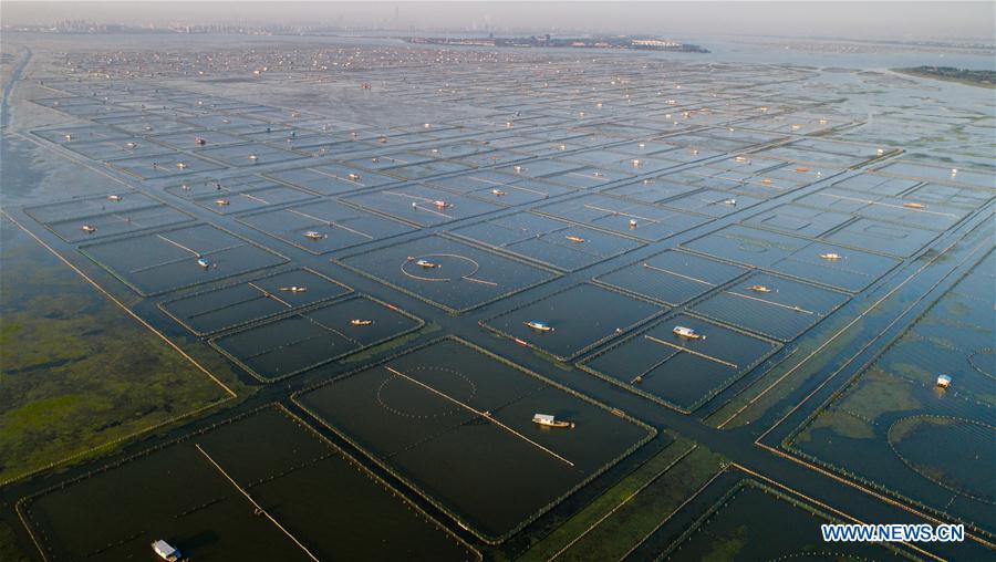 CHINA-JIANGSU-KUNSHAN-HAIRY CRAB CULTIVATOR (CN)