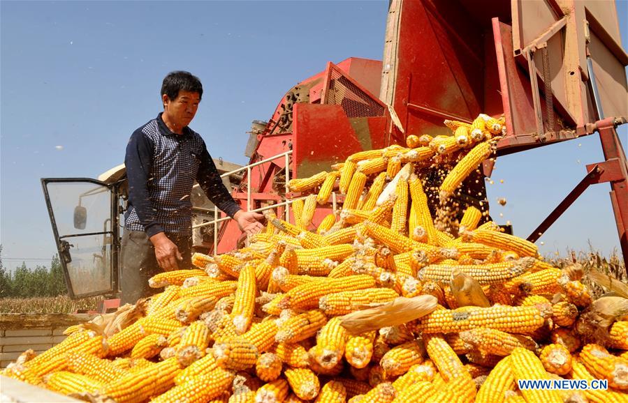 CHINA-HEBEI-CANGZHOU-HARVEST (CN)