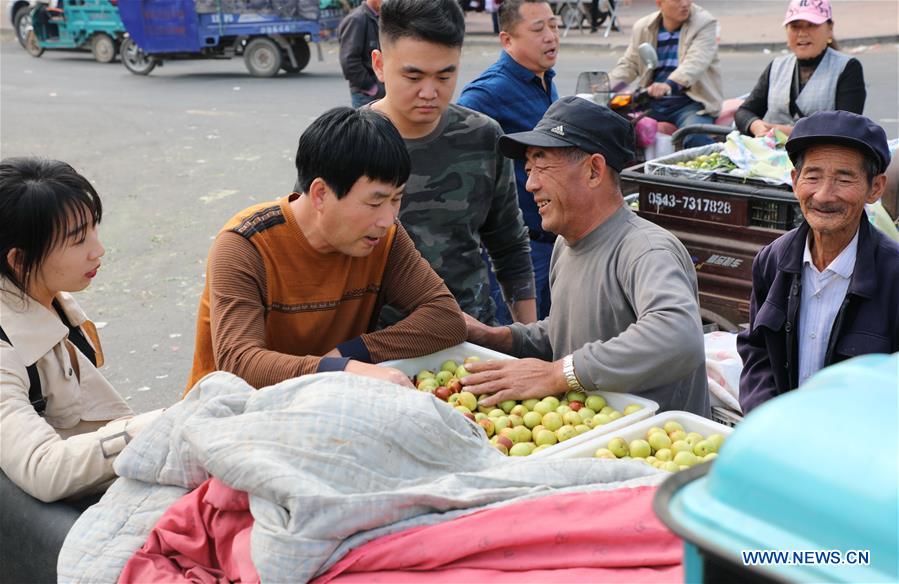 #CHINA-SHANDONG-BINZHOU-JUJUBE-HARVEST (CN)