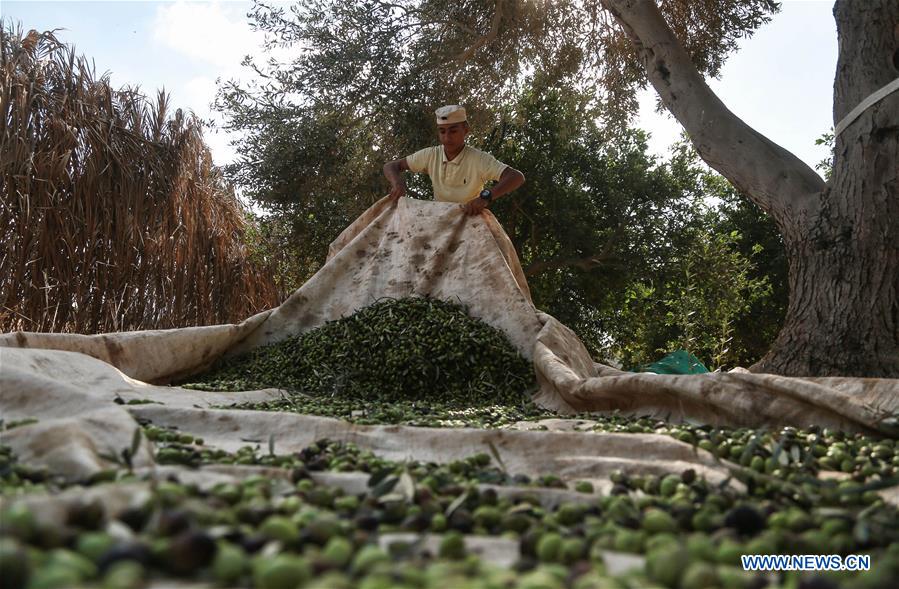 MIDEAST-GAZA-OLIVE-HARVEST