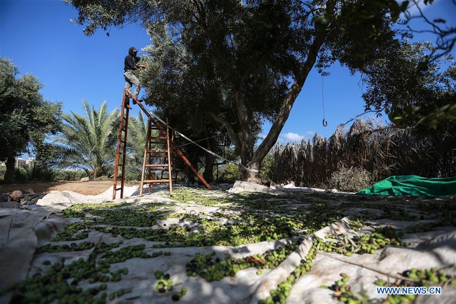 MIDEAST-GAZA-OLIVE-HARVEST