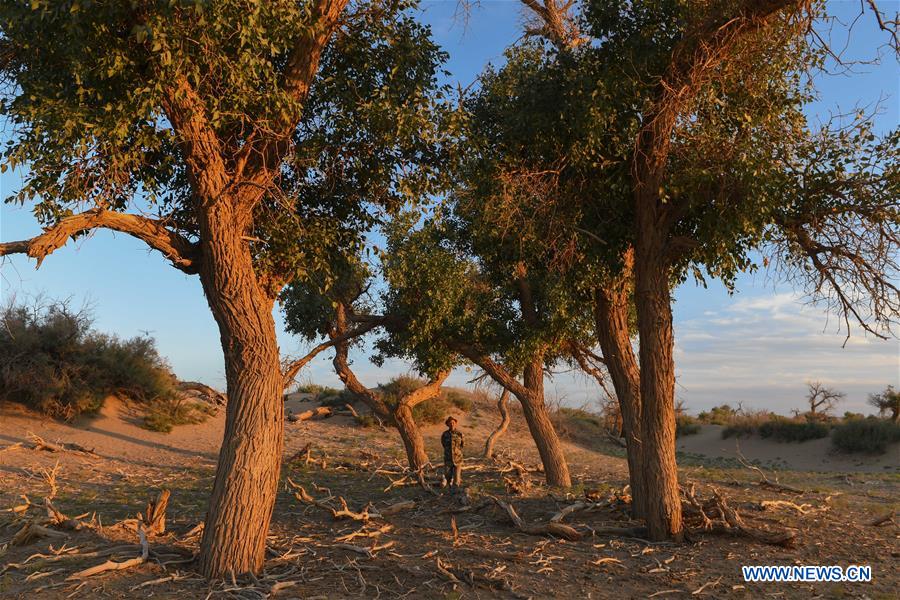 CHINA-INNER MONGOLIA-DESERT POPLAR (CN)