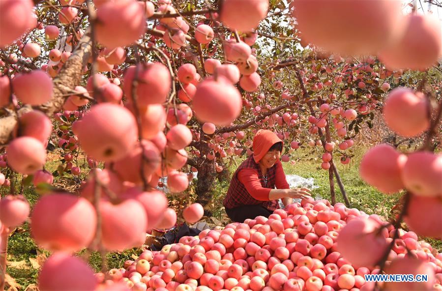 CHINA-SHANDONG-ZIBO-APPLE-HARVEST (CN)