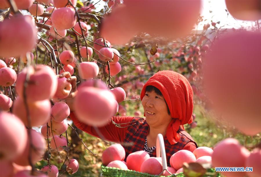 CHINA-SHANDONG-ZIBO-APPLE-HARVEST (CN)