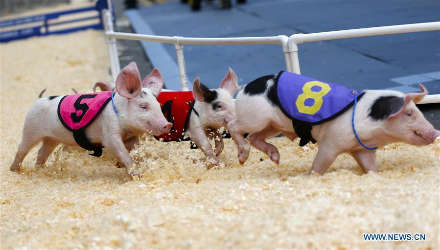 U.S.-LOS ANGELES-PIGGY-RACE