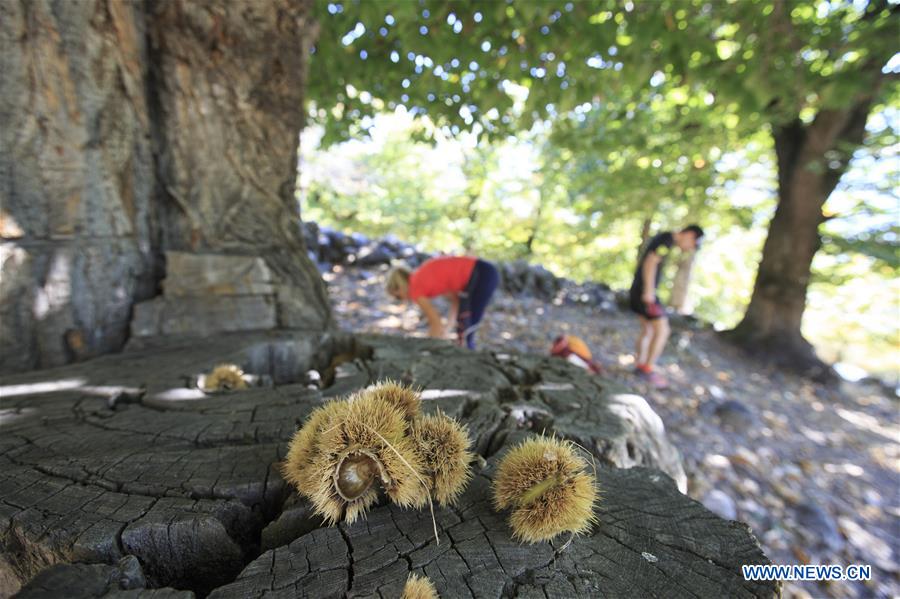 SWITZERLAND-FULLY-CHESTNUT FESTIVAL