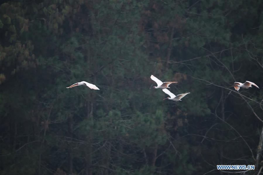 CHINA-VARIOUS WILD BIRDS (CN)