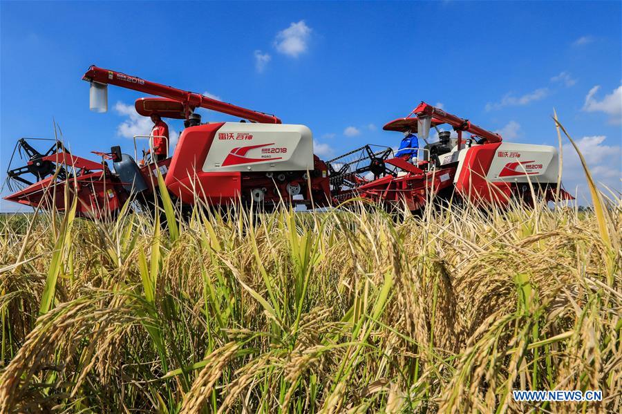 CHINA-JIANGSU-XUYI-AUTUMN-HARVEST (CN)