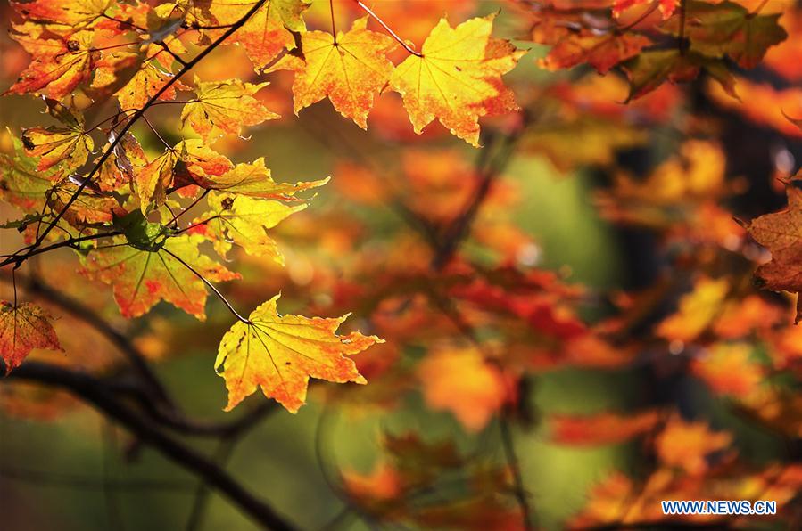 #CHINA-AUTUMN SCENERY (CN)