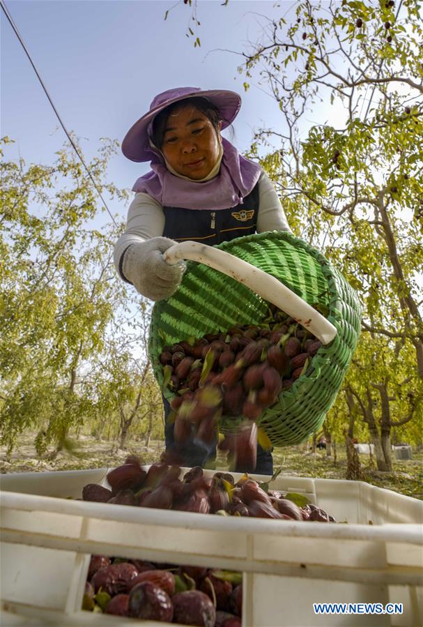 CHINA-XINJIANG-RUOQIANG-RED DATE-HARVEST (CN)