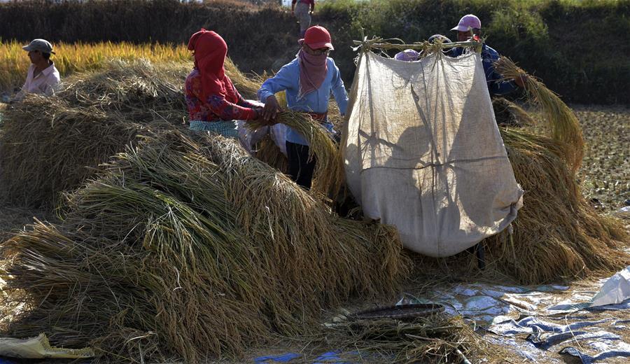 NEPAL-LALITPUR-AGRICULTURE-AUTUMN SEASON-RICE HARVEST