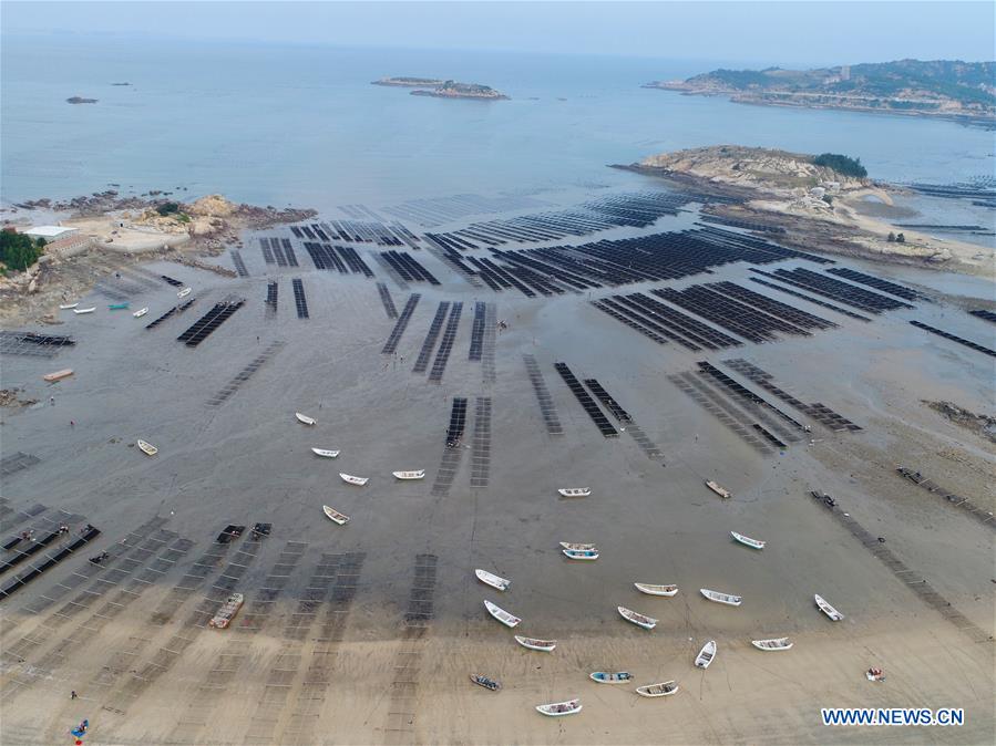 CHINA-FUJIAN-PUTIAN-LAVER HARVEST (CN)