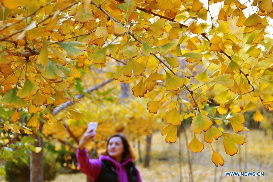 #CHINA-SHANDONG-AUTUMN-GINKGO (CN)