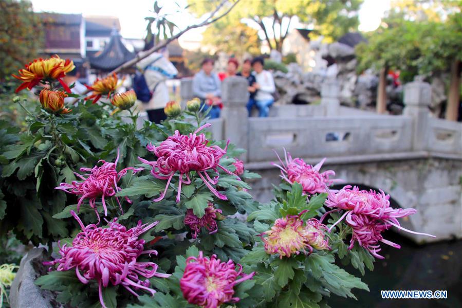 #CHINA-JIANGSU-SUZHOU-CHRYSANTHEMUM-EXHIBITION (CN) 