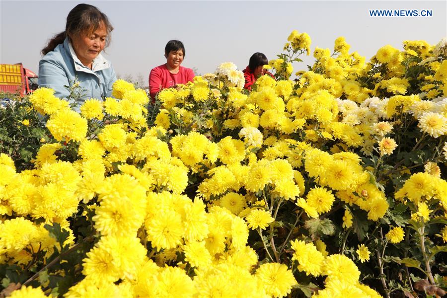 #CHINA-HENAN-CHRYSANTHEMUM-HARVEST (CN) 