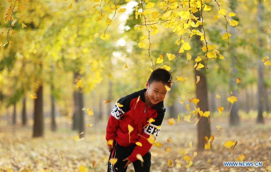 #CHINA-AUTUMN-GINGKO TREES (CN)