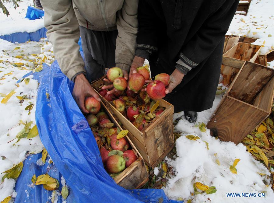 KASHMIR-SRINAGAR-SNOWFALL-FARMERS' LOSS