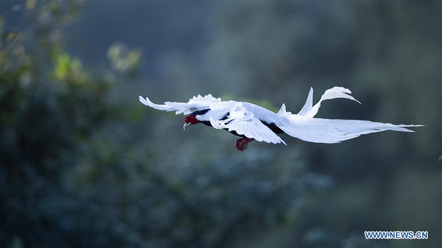 CHINA-FUJIAN-SILVER PHEASANT (CN)