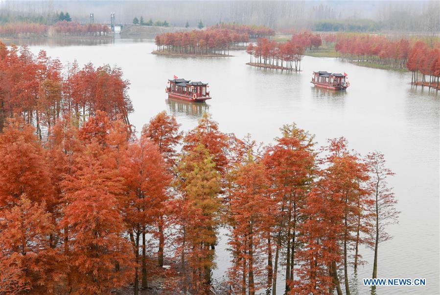 #CHINA-JIANGSU-REDWOOD-SCENERY (CN) 