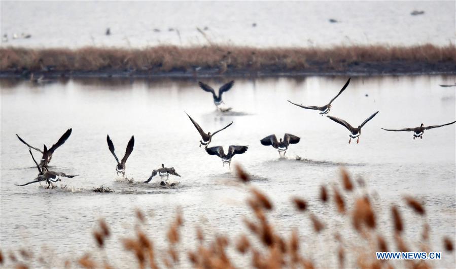 CHINA-LIAONING-WOLONG LAKE-BIRDS (CN)