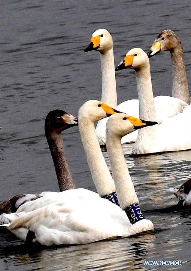 CHINA-HENAN-SANMENXIA-WHITE SWANS (CN)