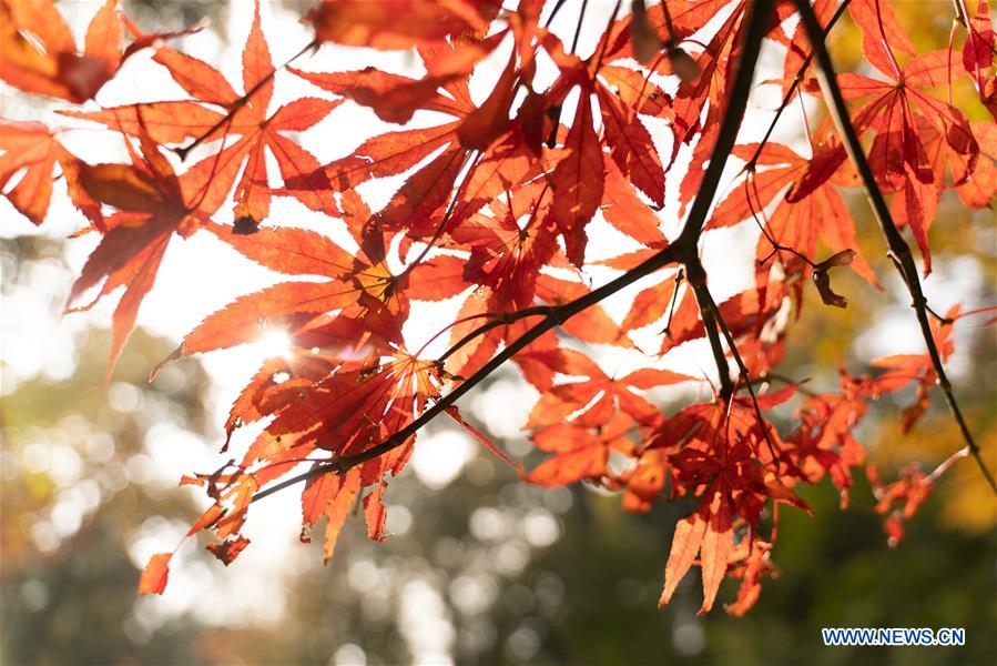 CHINA-HUNAN-CHANGSHA-AUTUMN SCENERY (CN)