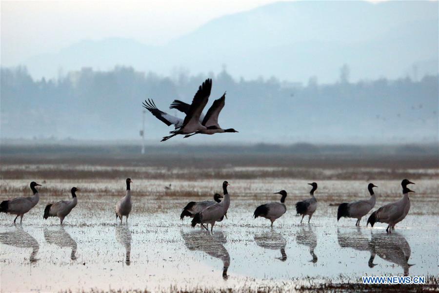 CHINA-GUIZHOU-WEINING-NATURE RESERVE-BLACK-NECKED CRANE (CN)