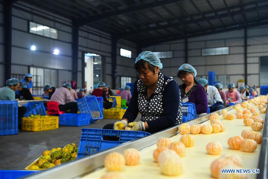 CHINA-GUANGDONG-JIANGMEN-TANGERINE-HARVEST(CN)