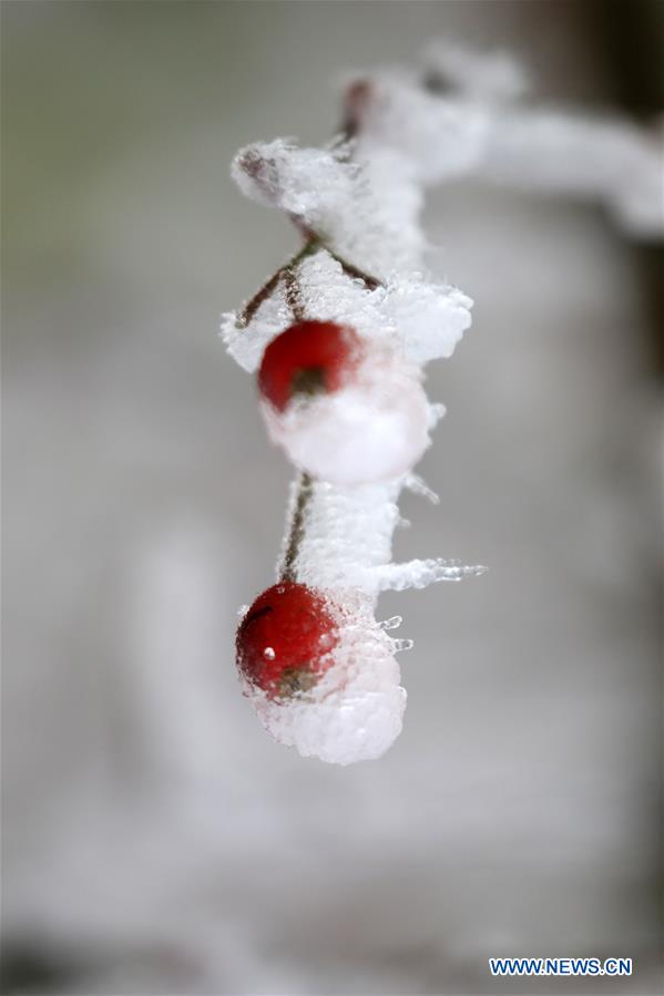 #CHINA-HUNAN-XIANGXI-SNOW-PLANTS (CN)