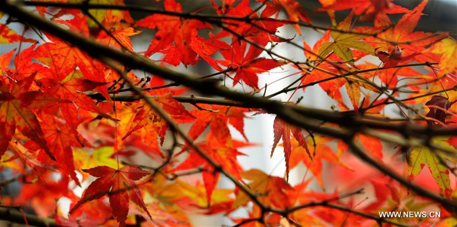 CHINA-SUZHOU-AUTUMN LEAVES (CN)