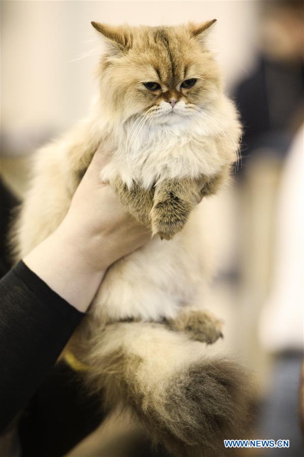 POLAND-WARSAW-CAT SHOW