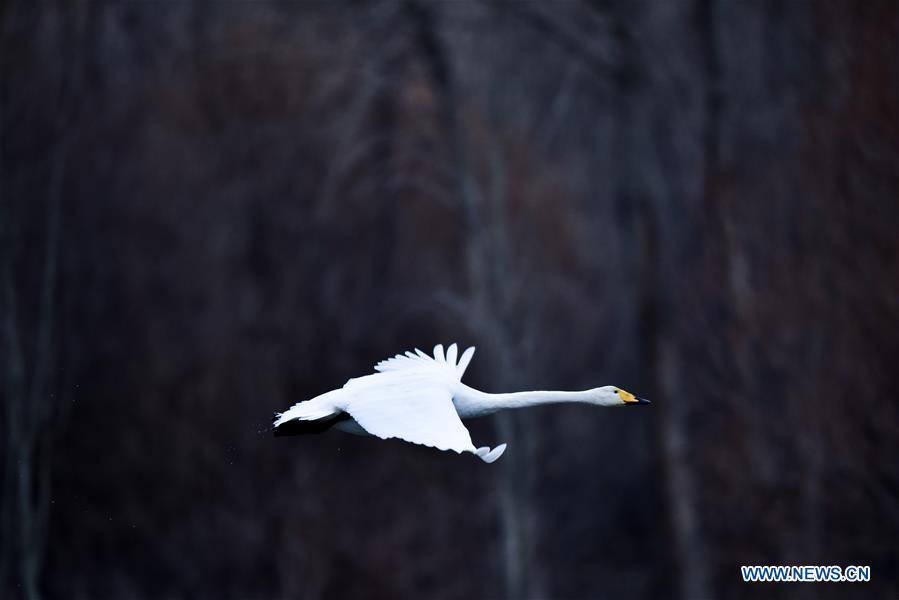 CHINA-QINGHAI-SWAN (CN)