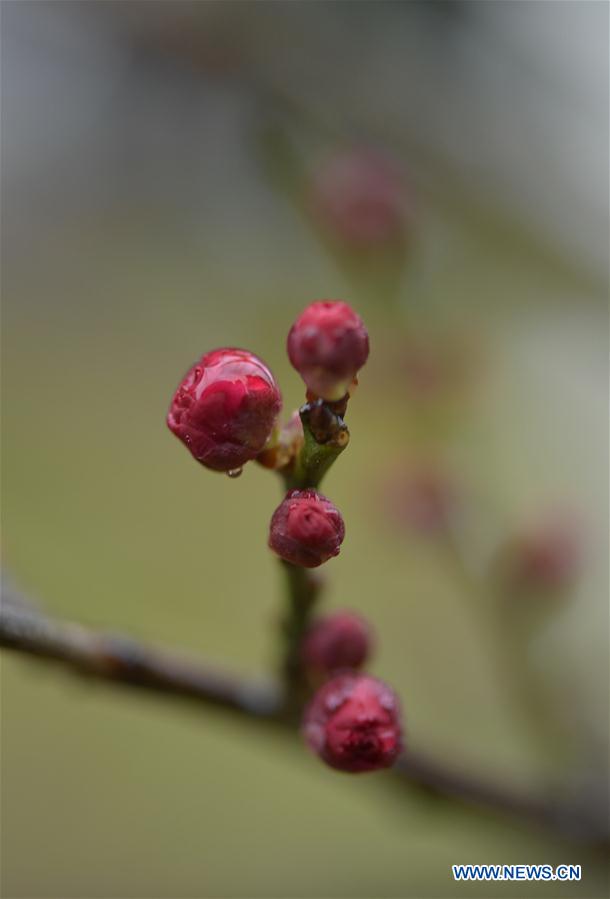 #CHINA-WINTER-PLUM BLOSSOM (CN)