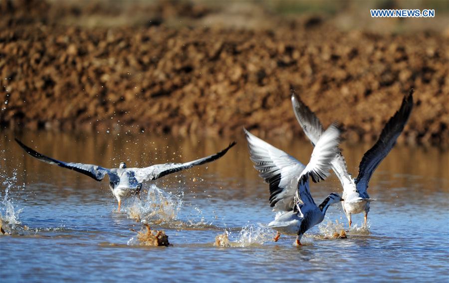 CHINA-GUIZHOU-WEINING-MIGRATORY BIRDS (CN)