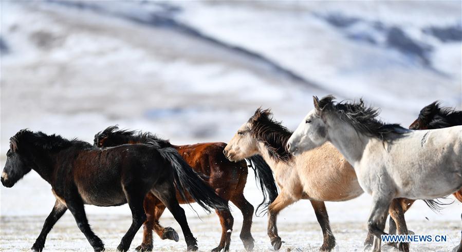 CHINA-GANSU-SHANDAN RANCH-HORSE (CN)