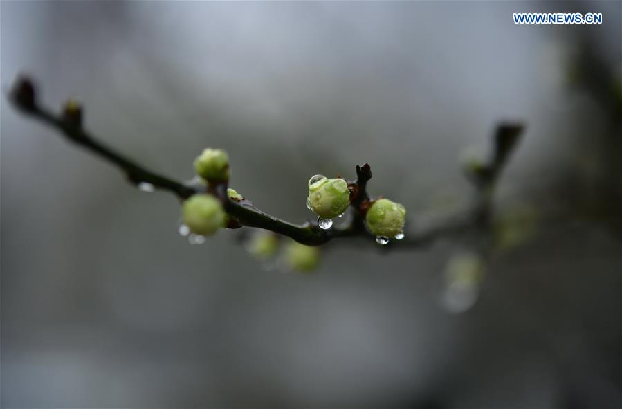 #CHINA-HUBEI-PLUM FLOWERS (CN)