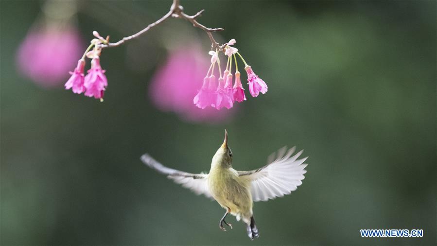 CHINA-FUZHOU-SUNBIRD (CN)