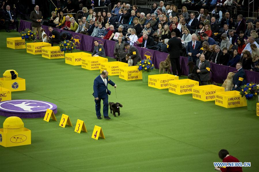 US-NEW YORK-DOG SHOW