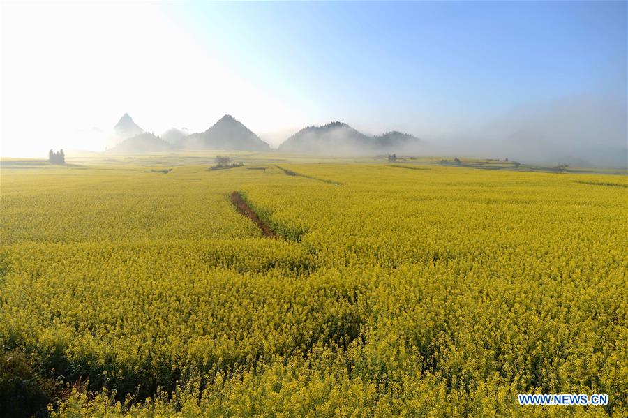 CHINA-YUNNAN-LUOPING-COLE FLOWERS (CN)