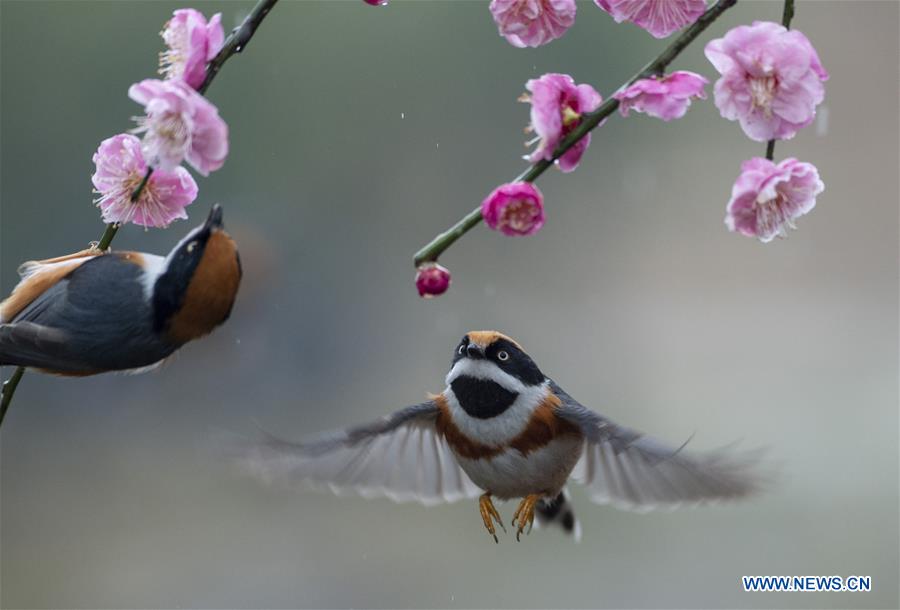 #CHINA-JIANGSU-WUXI-NATURE-PLUM BLOSSOM AND BIRD (CN)