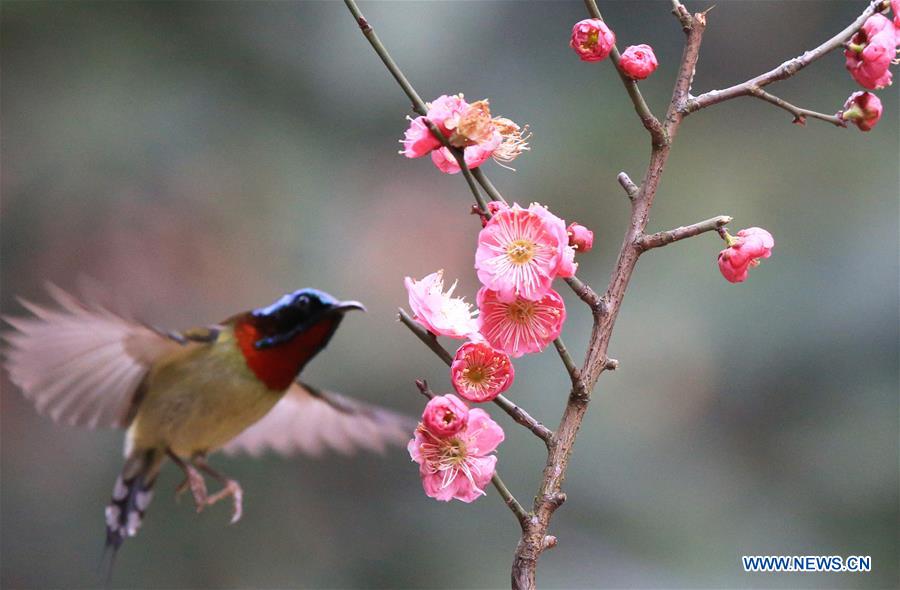 #CHINA-HUNAN-HENGYANG-BIRD-PLUM BLOSSOM (CN)