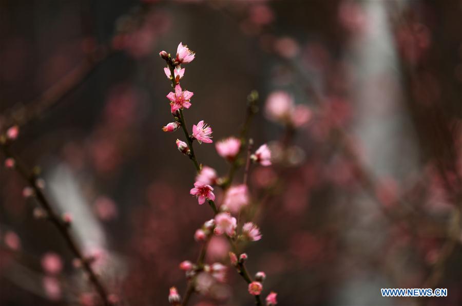 #CHINA-SHANDONG-LINYI-PEACH BLOSSOM (CN)